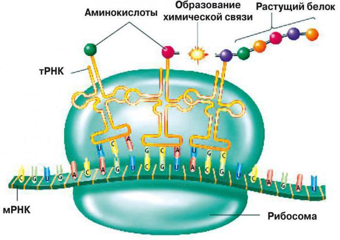 синтез белка в клетке выполняют