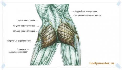 Можно ли каждый день качать ягодицы. 3 основных правила тренировки ягодиц 02