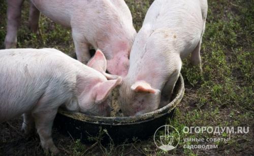 Белково минеральная витаминная добавка для свиней. Назначение и виды кормовых добавок